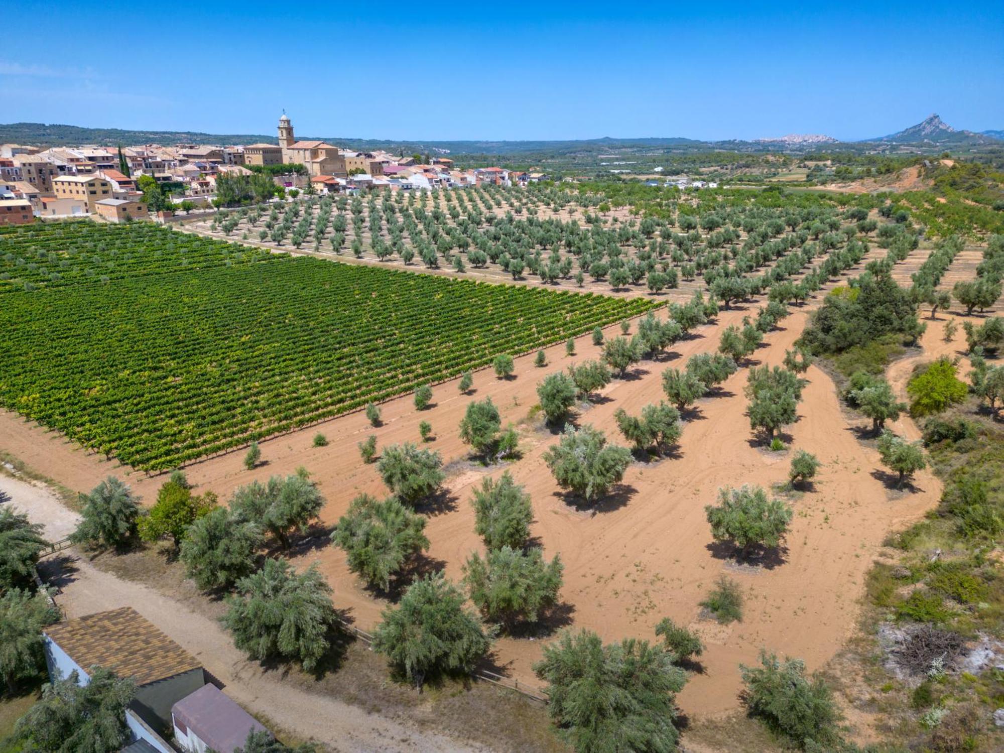 Hotel & Resort Vilar Rural D'Arnes By Serhs Hotels Sant Carlos de la Ràpita Dış mekan fotoğraf